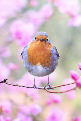 Spring, bird, European robin, blossom, 240x320 wallpaper