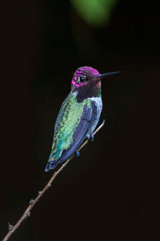Hummingbird, colorful, bird, close up, 240x320 wallpaper