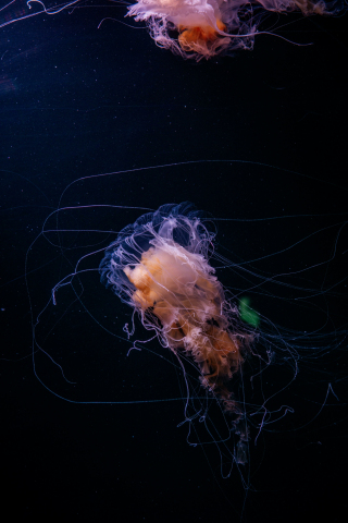 Underwater, jellyfish, thin tentacles, animal, 240x320 wallpaper