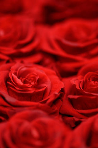 Close up, arranged, red roses, 240x320 wallpaper