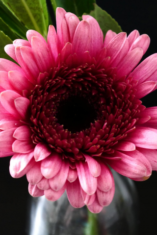 Bloom, Gerbera, flower, pink, 240x320 wallpaper