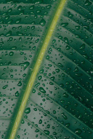 Green leaf,  water drops, texture, 240x320 wallpaper