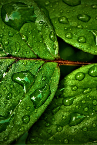 Green leaves, rain drops, close up, 240x320 wallpaper