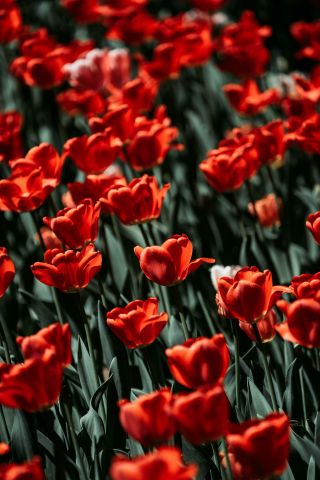Red tulips, bloom, flowers, 240x320 wallpaper