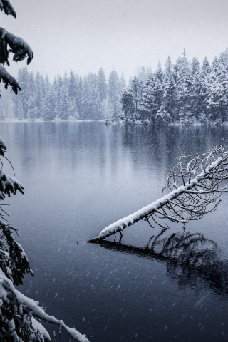 Winter, lake, trees, reflections, outdoor, 240x320 wallpaper