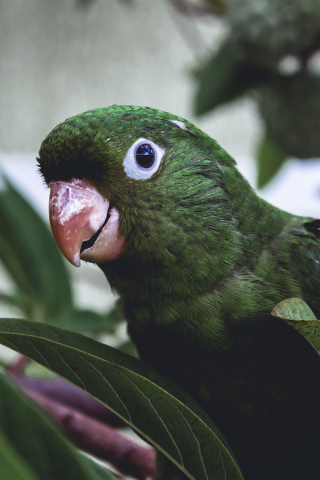 Parrot, muzzle, green bird, exotic, 240x320 wallpaper