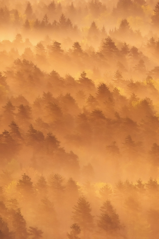 Dawn, sunrise, tree, foggy day, nature, 240x320 wallpaper