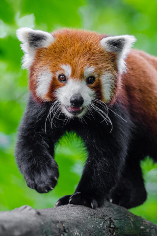 Cute, red panda, animal, play, 240x320 wallpaper