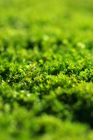 Green grass, moss, close up, 240x320 wallpaper