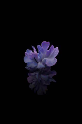 Flower, light-blue, dark, 240x320 wallpaper