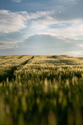 Wheat farm, landscape, 240x320 wallpaper