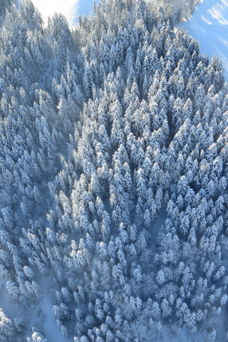 Winter, trees, forest, aerial view, 240x320 wallpaper