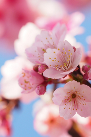 Cherry flowers, blossom, spring, close up, 240x320 wallpaper