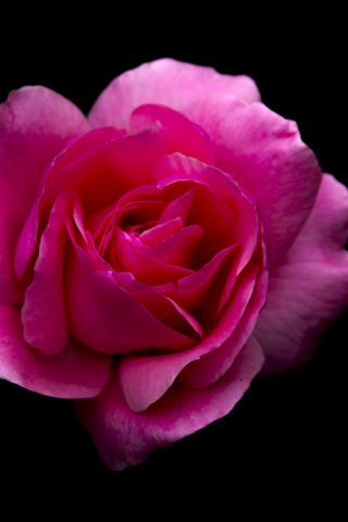 Rose, pink flower, portrait, 240x320 wallpaper