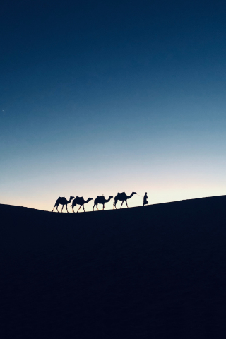 Silhouette, sunset, camel, Morocco, 320x480 wallpaper