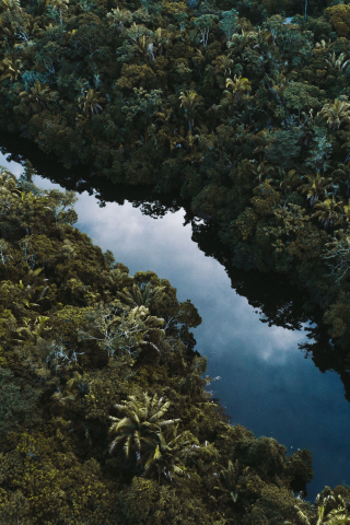 Aerial shot, river, trees, Brazil, 240x320 wallpaper