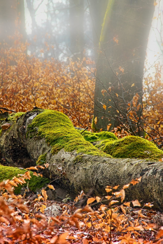 Autumn, forest, leaves, tree trunk, moss, nature, 240x320 wallpaper