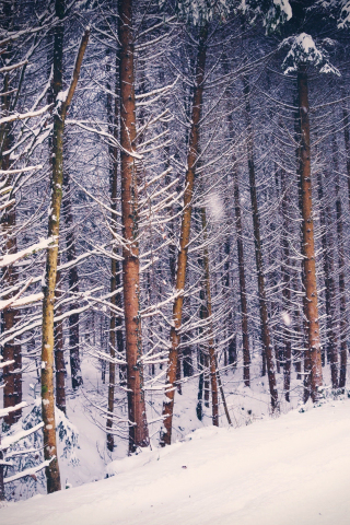 Forest, trees, nature, winter, 240x320 wallpaper