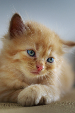 Cute, kitten, blue eyes, adorable, 240x320 wallpaper