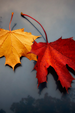 Yellow & red leaf, maple, close up, 240x320 wallpaper