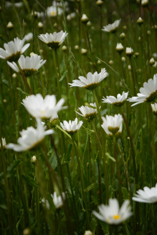White daisy, flowers, meadow, spring, 240x320 wallpaper