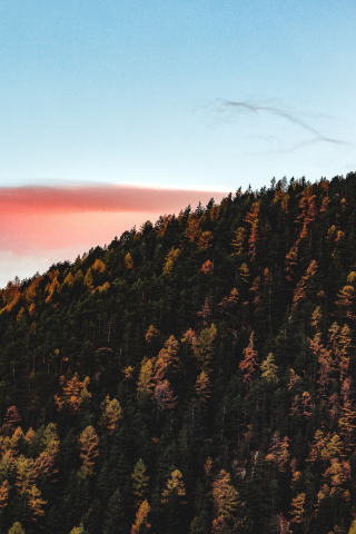 Trees, sky, autumn, hill, 240x320 wallpaper