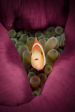 Orange, small, fish, clownfish, close up, 240x320 wallpaper