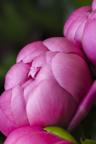 Bloom, flowers, pink rose, close up, 240x320 wallpaper