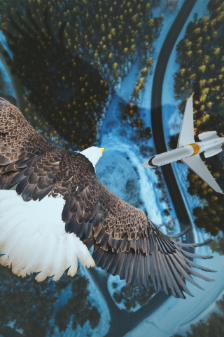 Eagle, airplane, sky, aerial view, 240x320 wallpaper