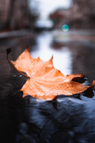 Yellow, maple leaf, submerged, 240x320 wallpaper