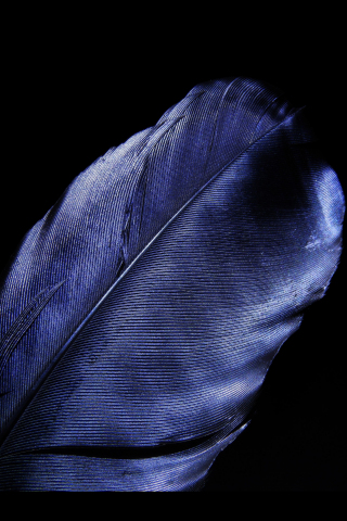 Leaf, feather, blue, dark black, 240x320 wallpaper