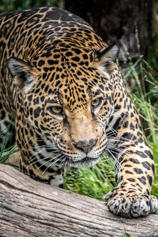 Jaguar, wild cat, predator, wild, 240x320 wallpaper