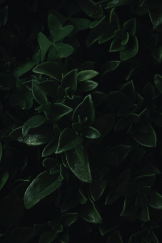 Green leaves, close up, dark, portrait, 240x320 wallpaper
