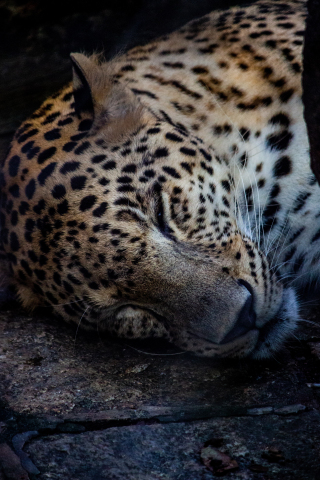Relaxed, leopard, predator's muzzle, 240x320 wallpaper