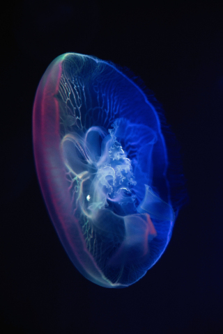 Jellyfish, glow, close up, transparent, 240x320 wallpaper
