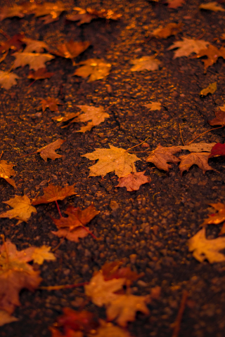 Autumn, orange, maple leaf, 240x320 wallpaper