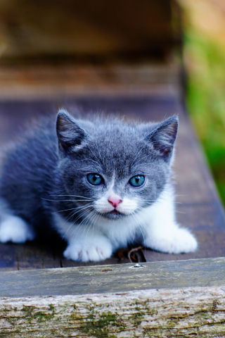 Cute, kitten, blue eyes, adorable, 240x320 wallpaper