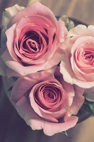 Bouquet, pink roses, bloom, 240x320 wallpaper