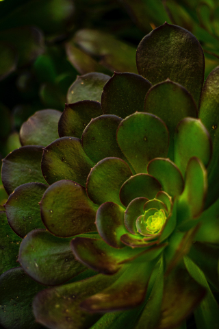 Succulent plant, close up, 240x320 wallpaper