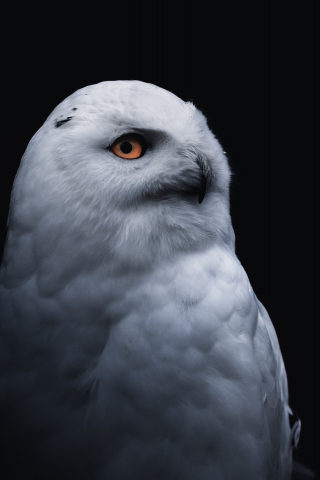Yellow eye bird, white owl, 240x320 wallpaper