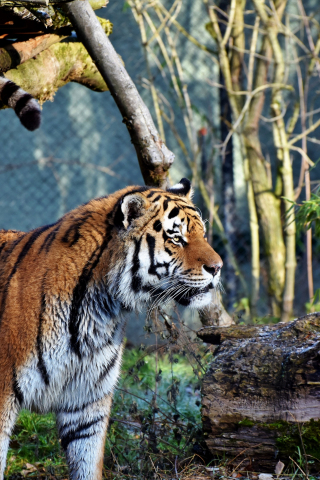Young tiger, predator, animal, curious, 240x320 wallpaper