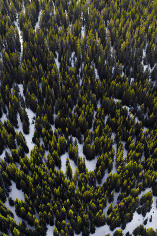 Trees, aerial view, forest, nature, 240x320 wallpaper