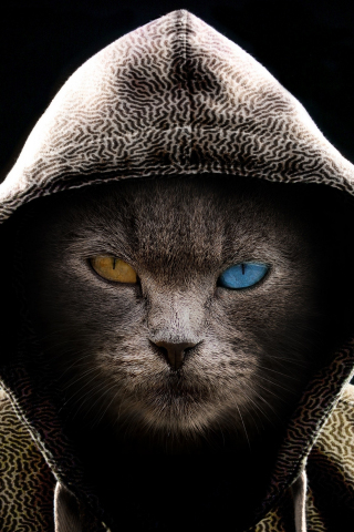 Cat in hood, colored eyes, 240x320 wallpaper