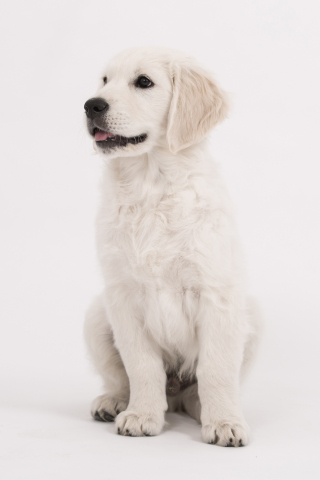 Puppy, cute, dog, golden retriever, 240x320 wallpaper