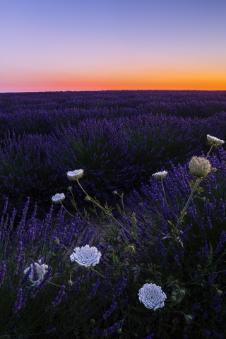 Lavenders, meadow, flowers, sunset, 240x320 wallpaper