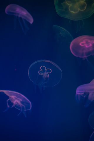 Jellyfish, animals, underwater, digital art, colorful, 240x320 wallpaper
