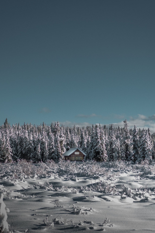 House, winter, tree, landscape, nature, 240x320 wallpaper