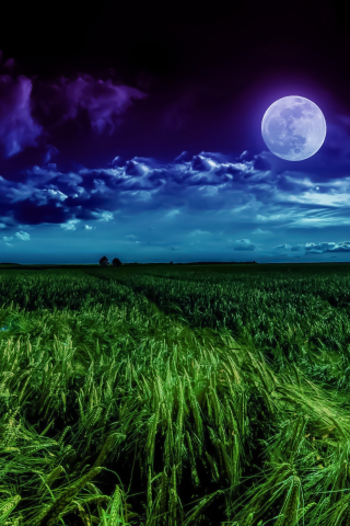 Grass field, moon, landscape, night, clouds, 240x320 wallpaper