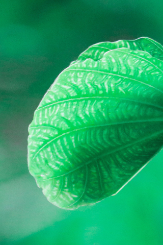 Close up, green leaf, blur, 240x320 wallpaper