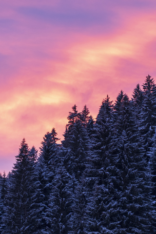 Afterglow, sunset, trees, winter, 240x320 wallpaper